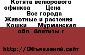 Котята велюрового сфинкса. .. › Цена ­ 15 000 - Все города Животные и растения » Кошки   . Мурманская обл.,Апатиты г.